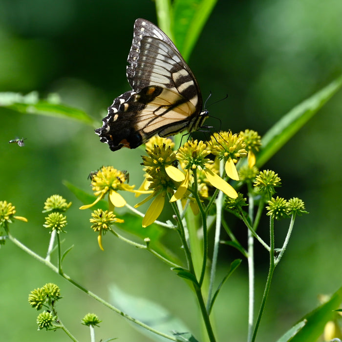 Wingstem (Actinomeris alternifolia)