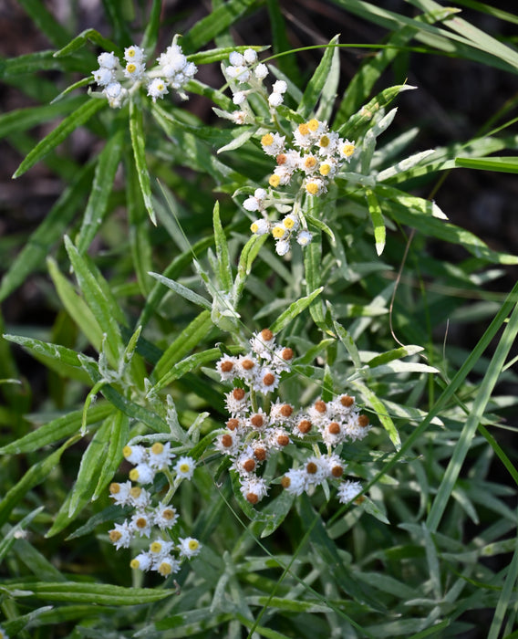 Pearly Everlasting (Anaphalis margaritacea)