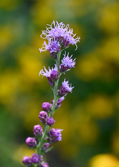 Rough Blazing Star (Liatris aspera) 2x2x3" Pot