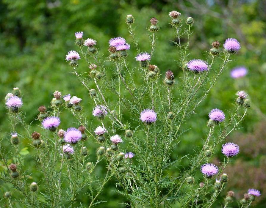 Seed Pack - Pasture Thistle (Cirsium discolor)