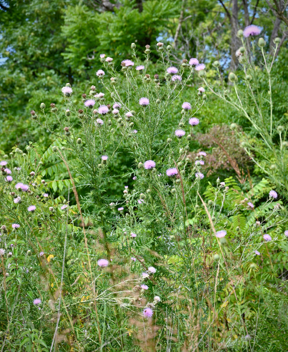 Seed Pack - Pasture Thistle (Cirsium discolor)