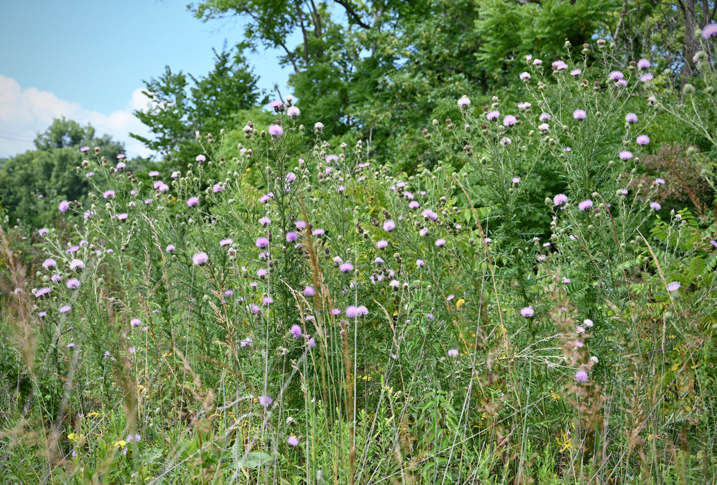 Seed Pack - Pasture Thistle (Cirsium discolor)