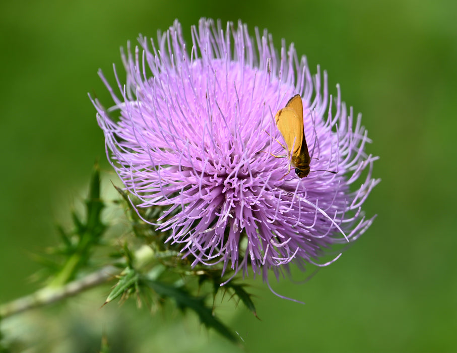 Seed Pack - Pasture Thistle (Cirsium discolor)