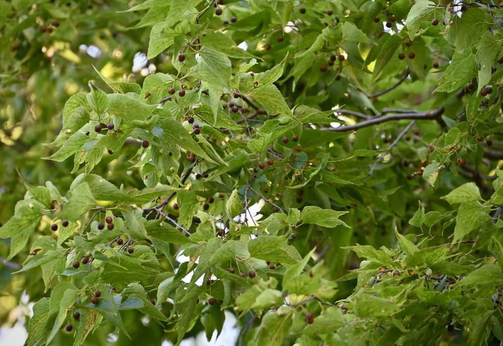 Hackberry (Celtis occidentalis)