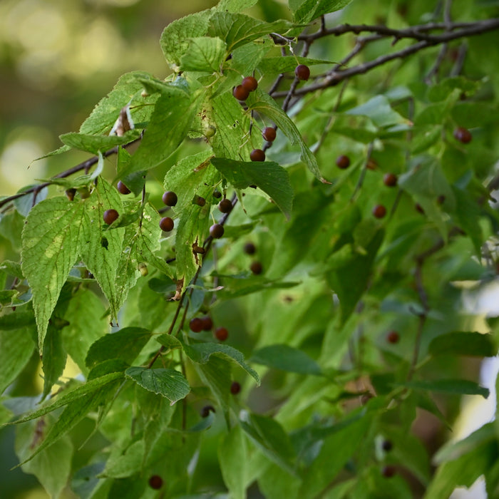 Hackberry (Celtis occidentalis)
