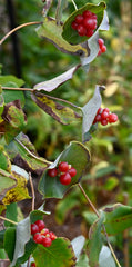 Yellow Twining Honeysuckle (Lonicera reticulata)