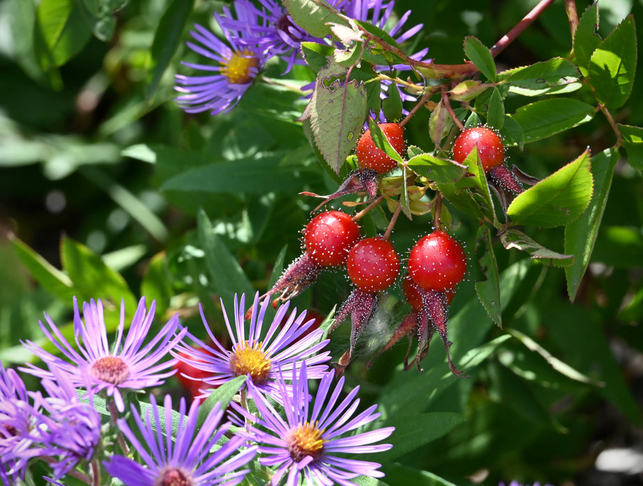 New England Aster (Symphyotrichum novae-angliae) 2x2x3" Pot