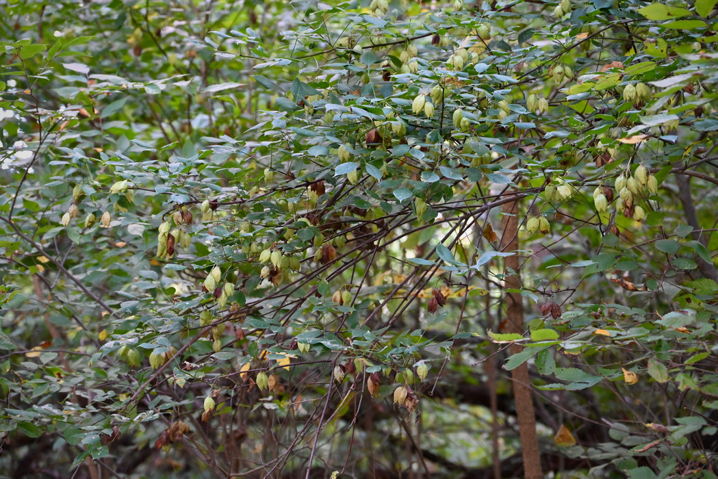 American Bladdernut (Staphylea trifolia)