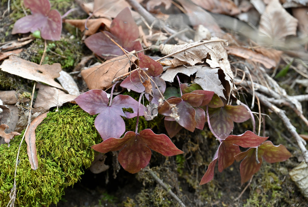 Sharp-lobed Hepatica (Hepatica nobilis var. acutiloba) BARE ROOT