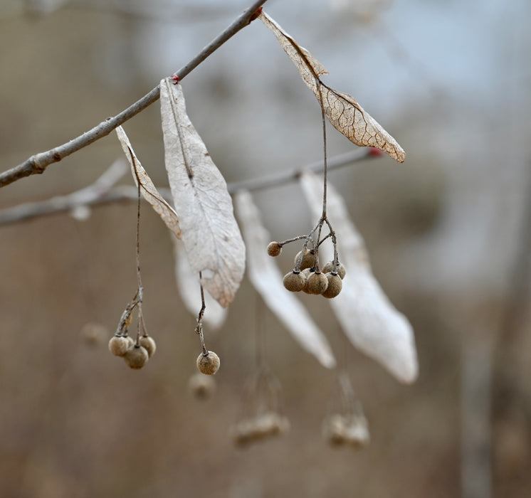 American Basswood (Tilia americana)