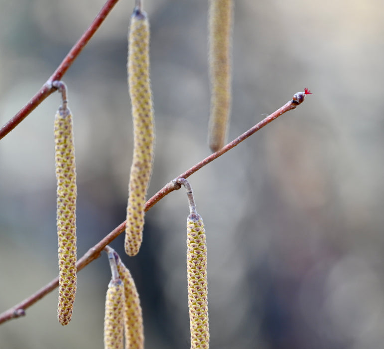 American Hazelnut (Corylus americana)