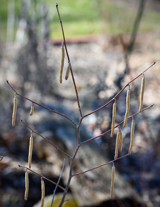 American Hazelnut (Corylus americana)