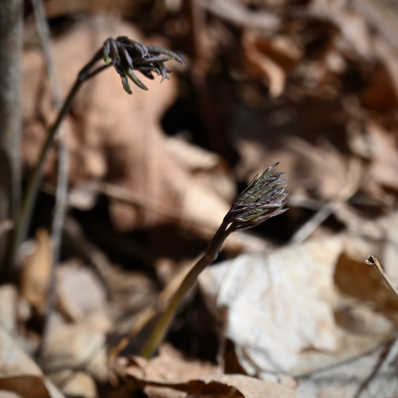 Blue Cohosh (Caulophyllum thalictroides) BARE ROOT - SHIPS BEGINNING WEEK OF 12/2