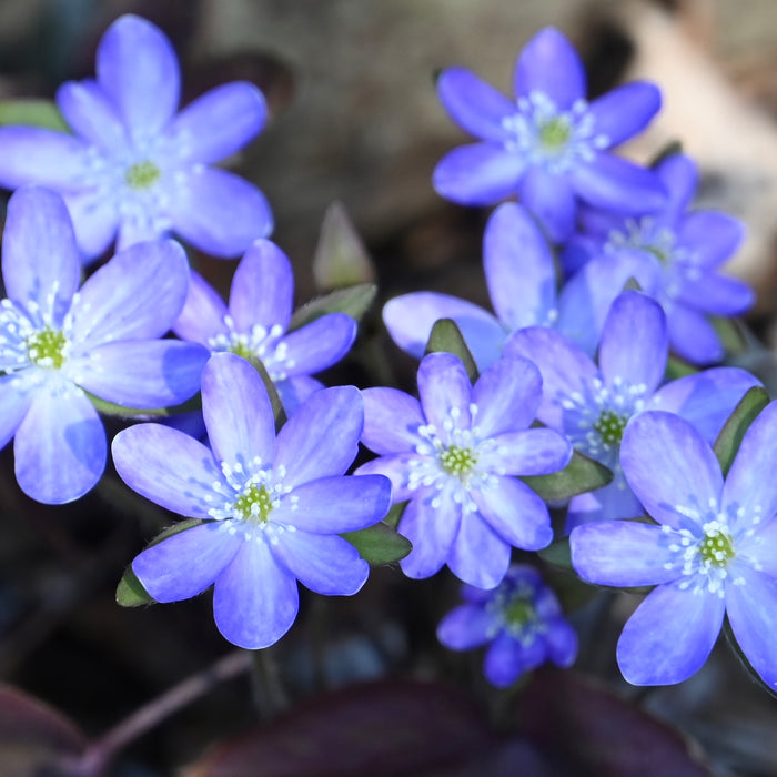 Sharp-lobed Hepatica (Hepatica nobilis var. acutiloba) BARE ROOT