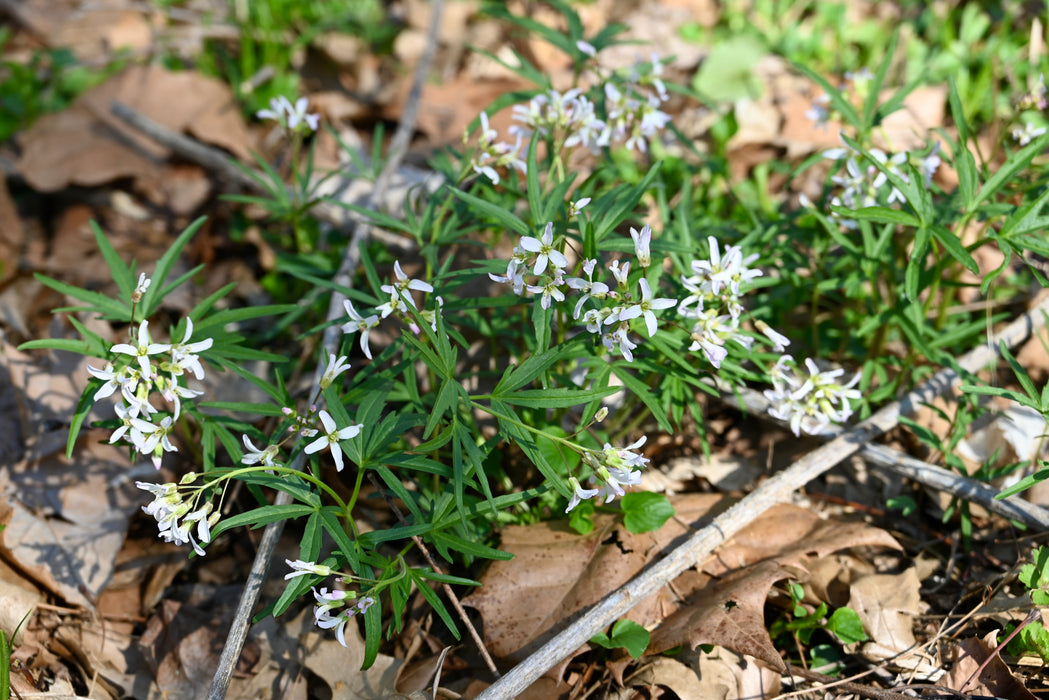 Cutleaf Toothwort (Cardamine concatenata) BARE ROOT