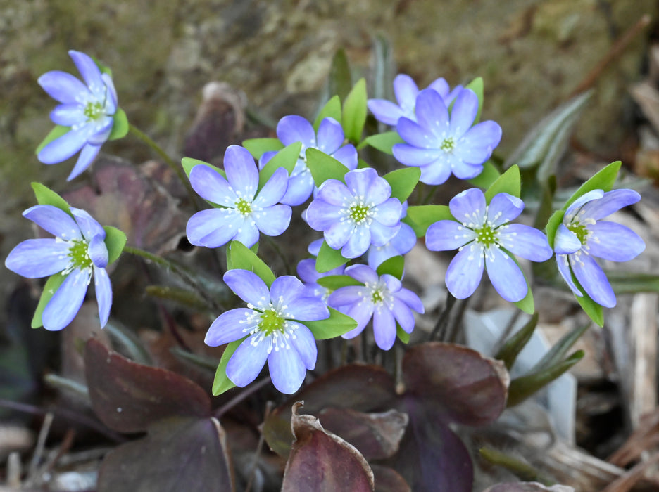 Sharp-lobed Hepatica (Hepatica nobilis var. acutiloba) BARE ROOT