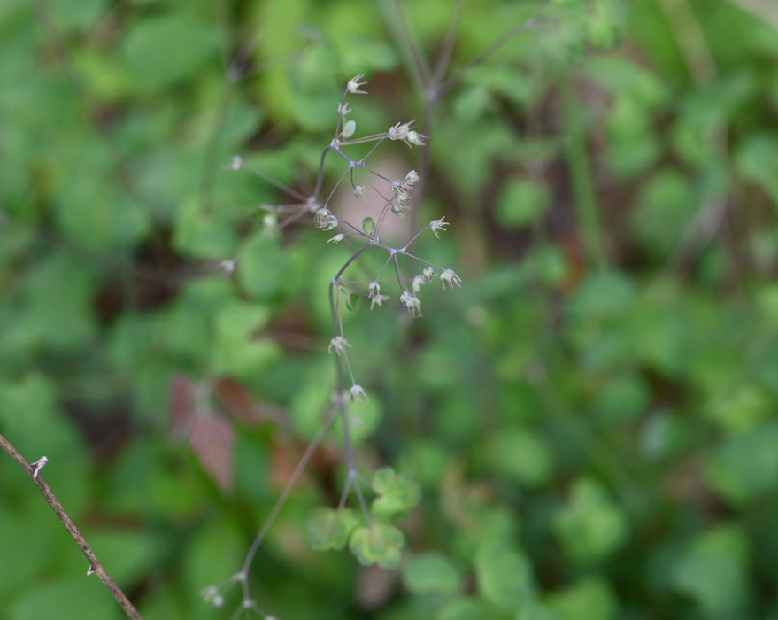Early Meadow Rue (Thalictrum dioicum)