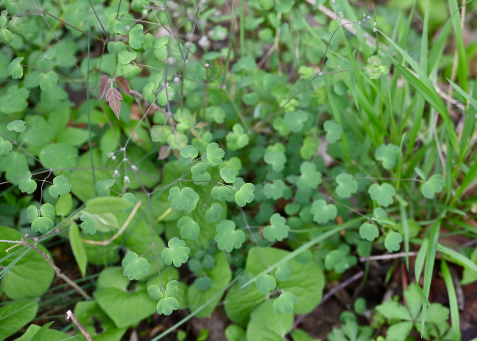 Early Meadow Rue (Thalictrum dioicum)