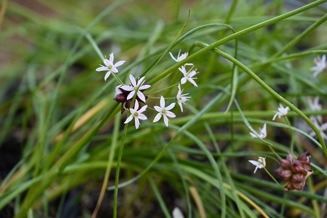 Wild Garlic (Allium canadense) BARE ROOT - BARE ROOT