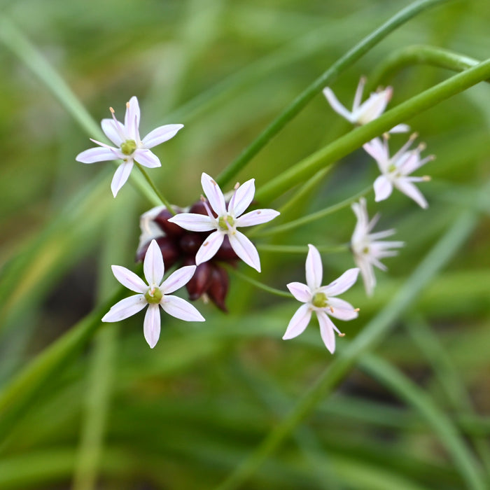 Wild Garlic (Allium canadense) BARE ROOT - BARE ROOT