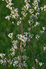 Red Chokeberry (Aronia arbutifolia)