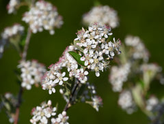 Red Chokeberry (Aronia arbutifolia)