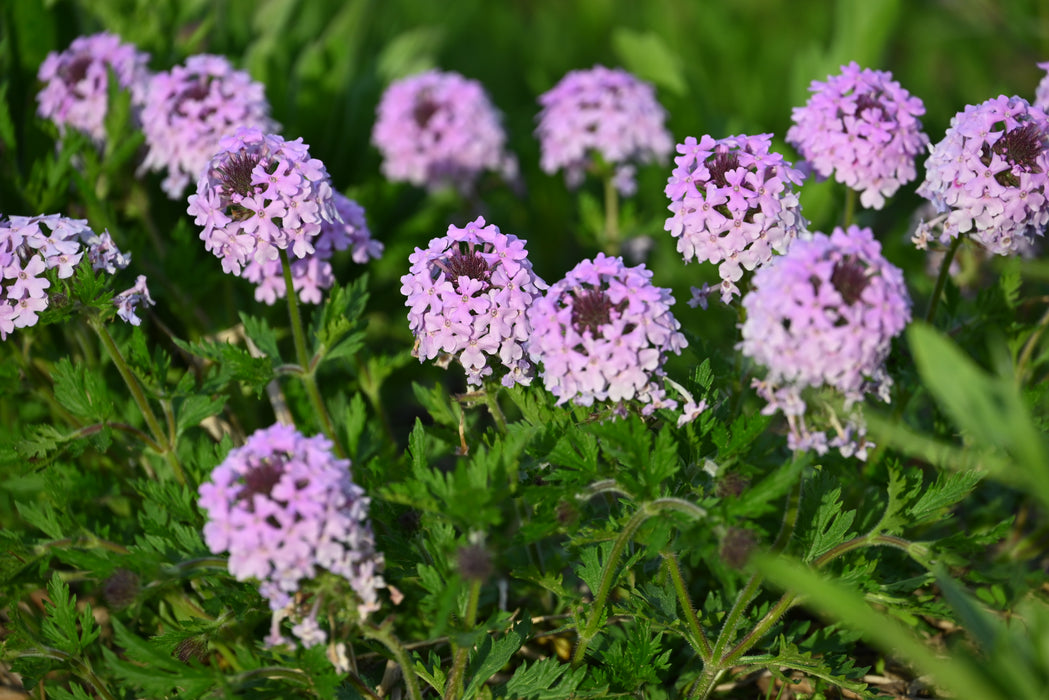 Rose Verbena (Glandularia canadensis) 2x2x3" Pot