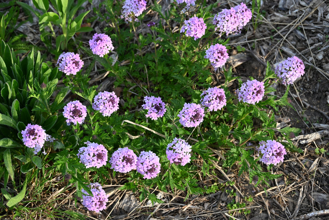 Rose Verbena (Glandularia canadensis) 2x2x3" Pot