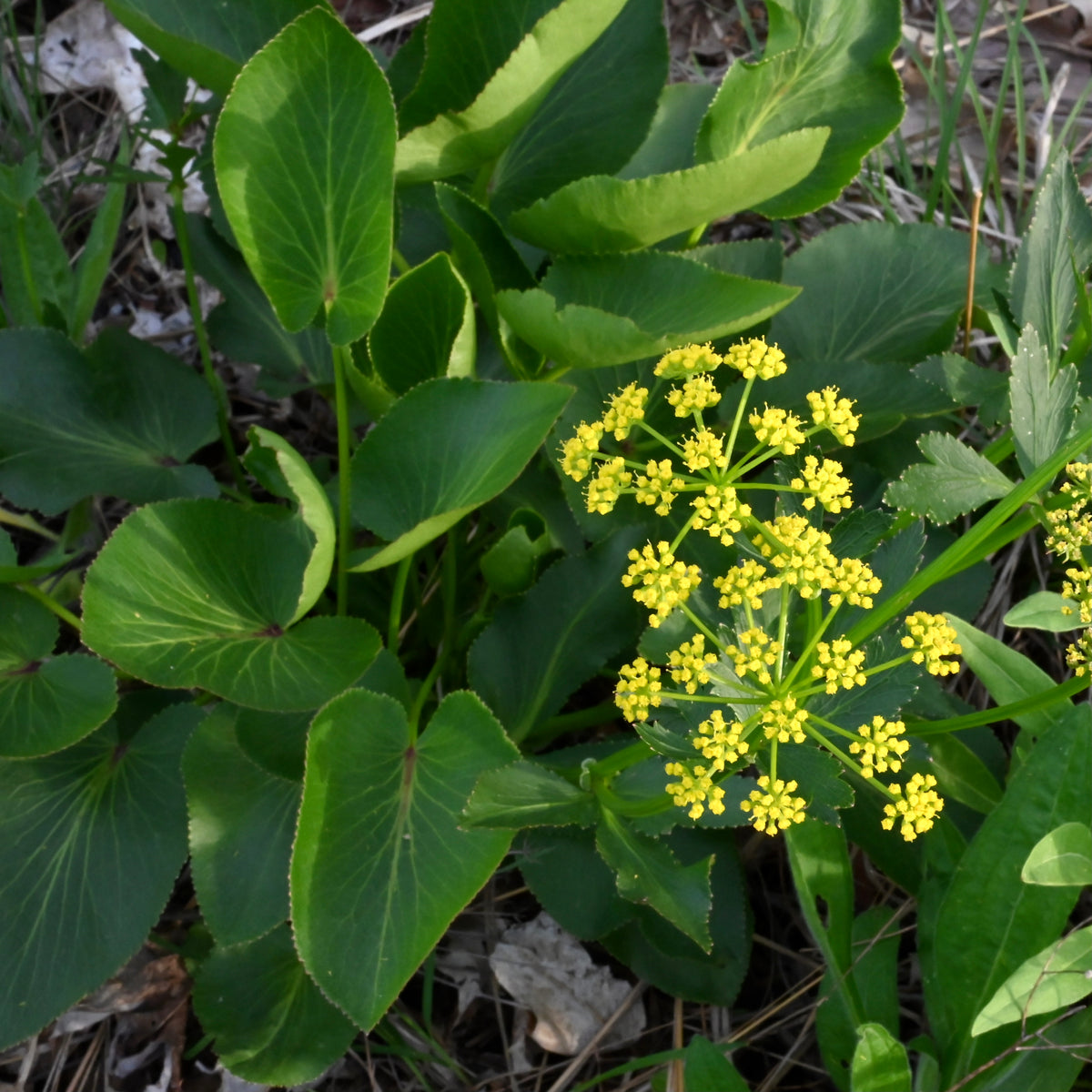 Heart-leaf Golden Alexanders (Zizia aptera) — Native Plants Unlimited LLC