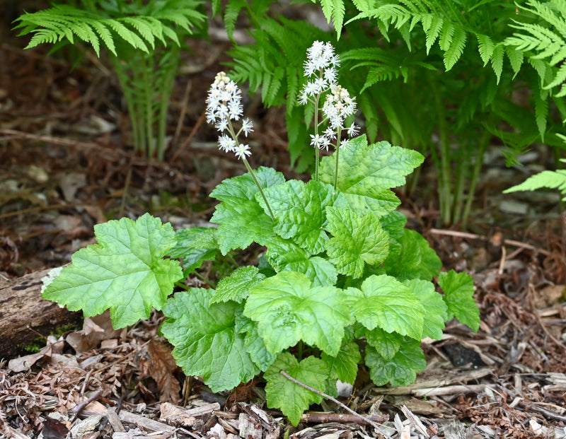 Foamflower (Tiarella cordifolia) BARE ROOT - SHIPS BEGINNING WEEK OF 12/2