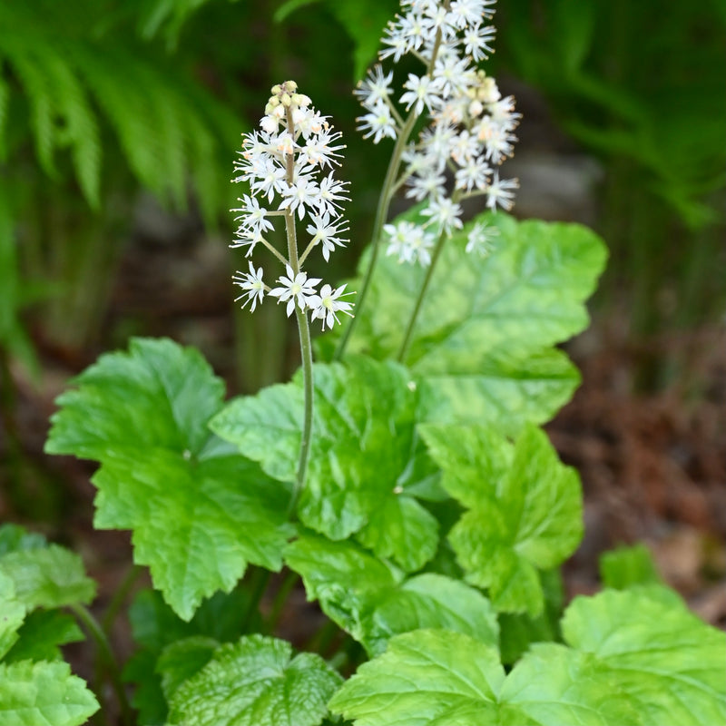 Foamflower (Tiarella cordifolia) SHIPS BEGINNING WEEK OF 12/2