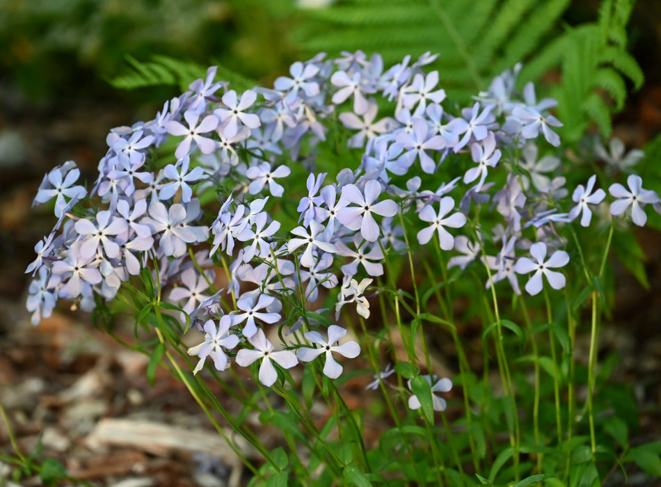 Woodland Phlox (Phlox divaricata)