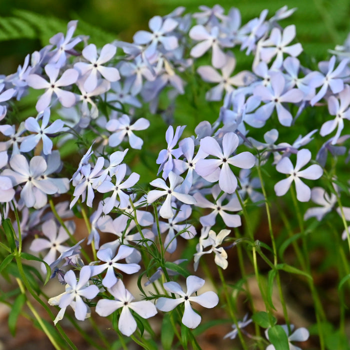 Woodland Phlox (Phlox divaricata)