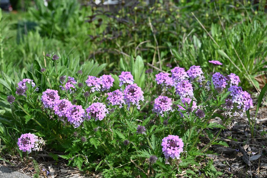 Rose Verbena (Glandularia canadensis) 2x2x3" Pot