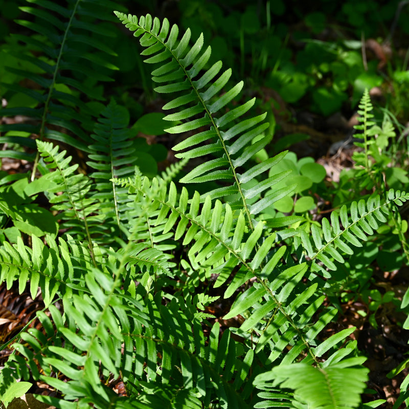 Christmas Fern (Polystichum acrostichoides) BARE ROOT - SHIPS BEGINNING WEEK OF 12/2