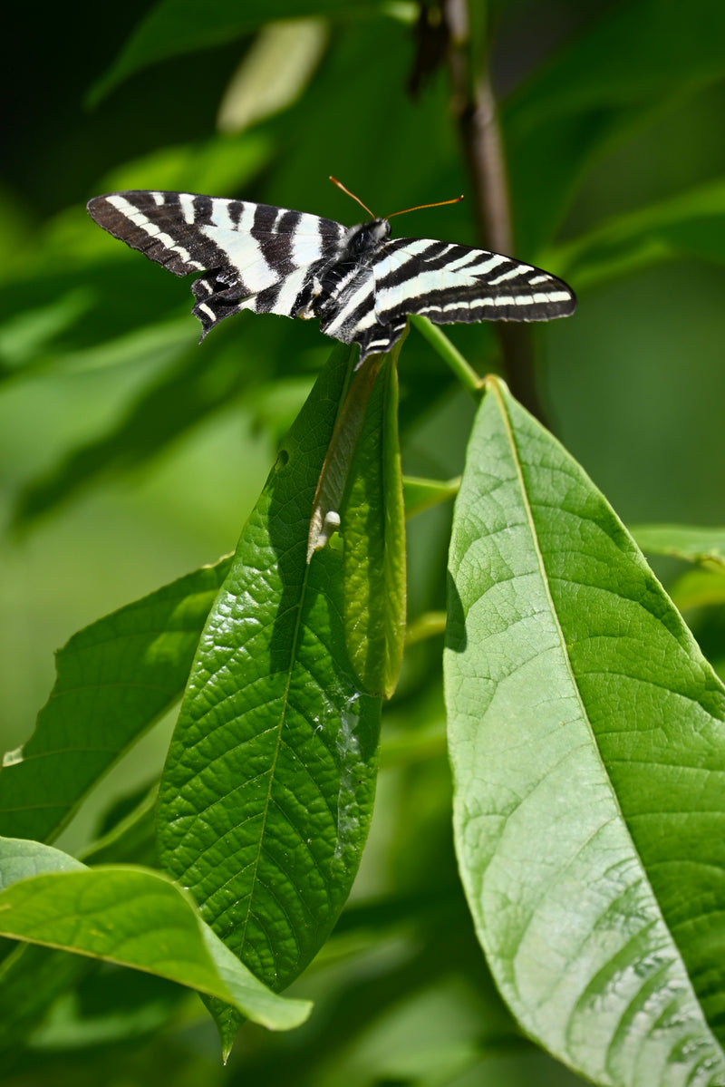 Common Pawpaw (Asimina triloba)