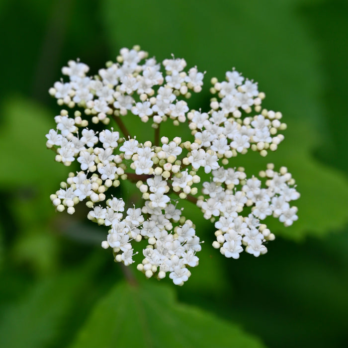 Mapleleaf Viburnum (Viburnum acerifolium)