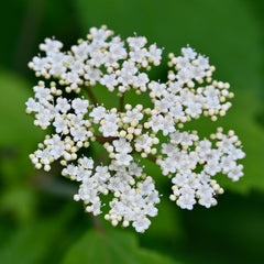 Mapleleaf Viburnum (Viburnum acerifolium)