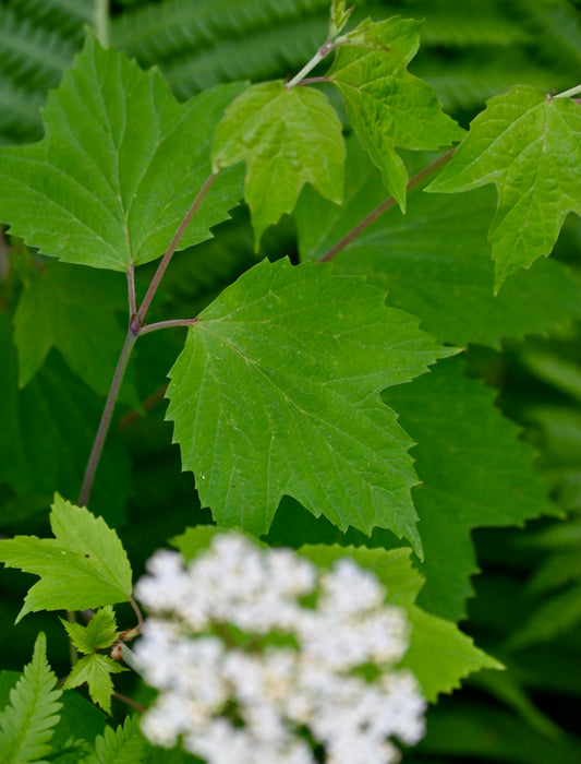 Mapleleaf Viburnum (Viburnum acerifolium) 1 GAL