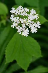 Mapleleaf Viburnum (Viburnum acerifolium)