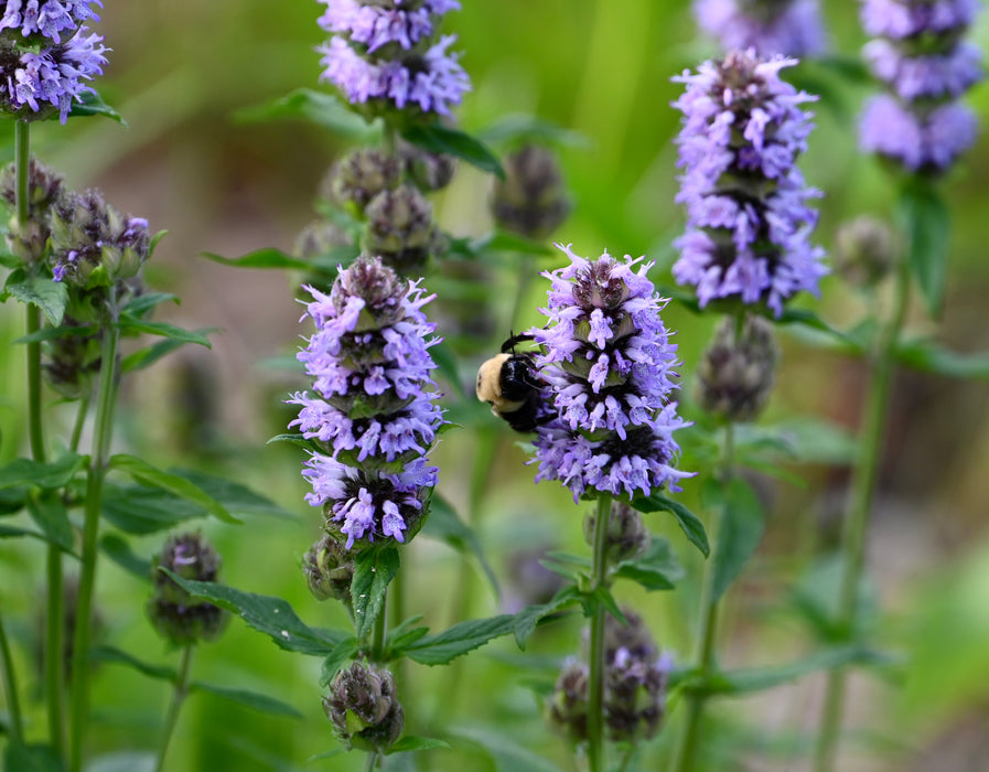 Pagoda Plant (Blephilia ciliata)