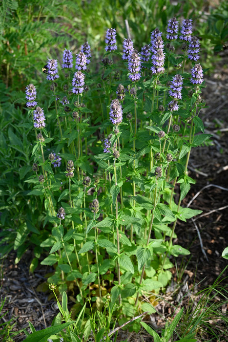Pagoda Plant (Blephilia ciliata)
