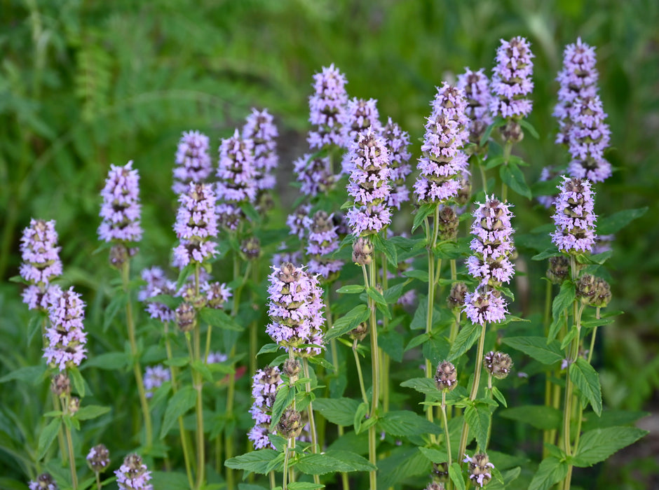 Pagoda Plant (Blephilia ciliata)