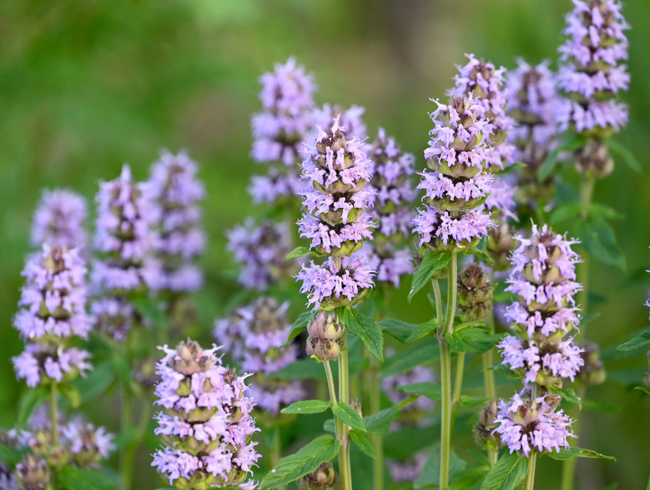 Pagoda Plant (Blephilia ciliata)