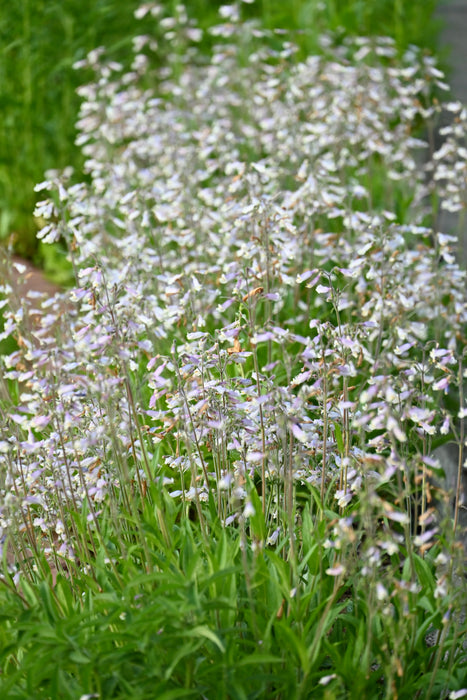 Hairy Penstemon (Penstemon hirsutus) 2x2x3" Pot