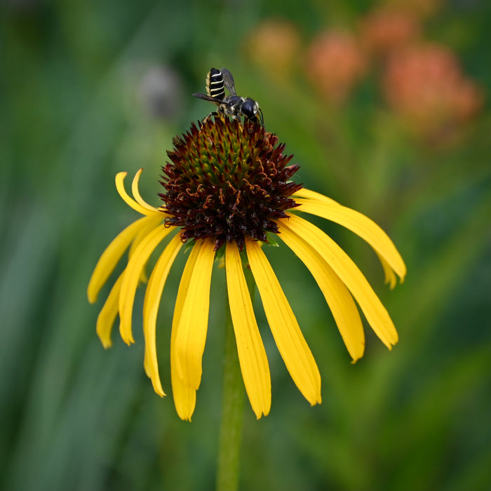 Ozark Coneflower (Echinacea paradoxa)