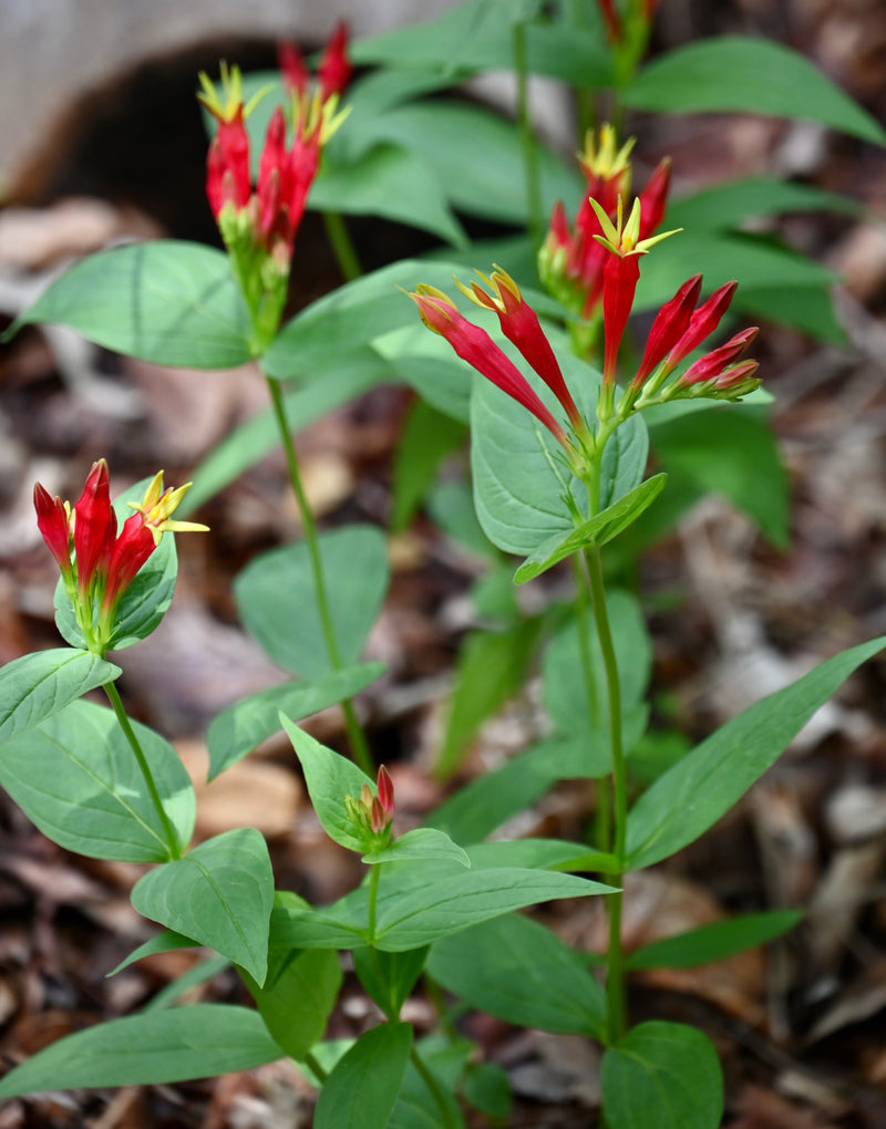 Woodland Pinkroot (Spigelia marilandica) BARE ROOT - SHIPS BEGINNING WEEK OF 12/8