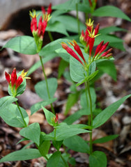 Woodland Pinkroot (Spigelia marilandica) BARE ROOT - SHIPS BEGINNING WEEK OF 12/8