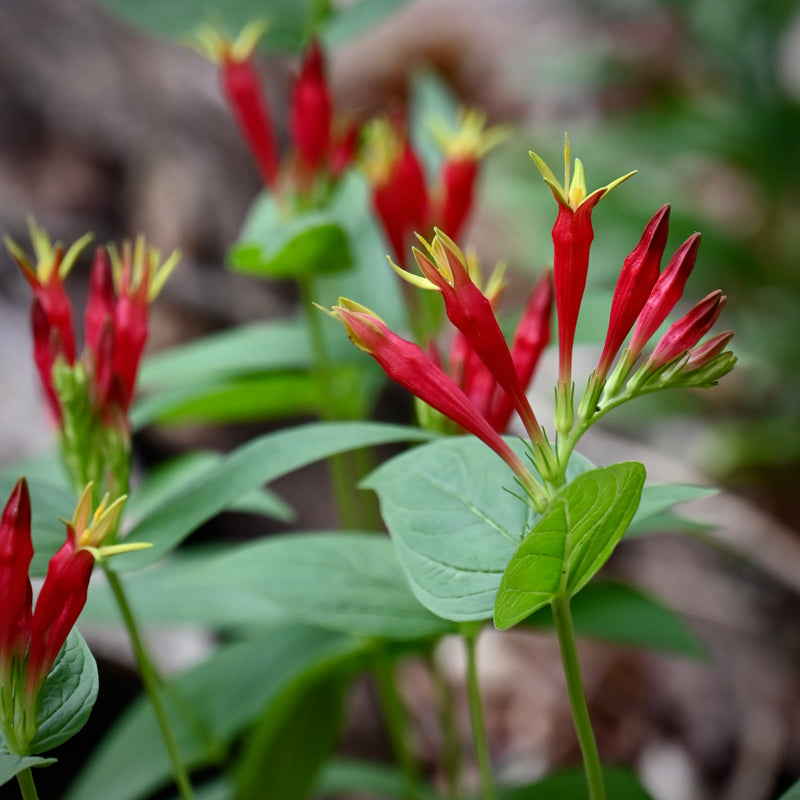 Woodland Pinkroot (Spigelia marilandica) BARE ROOT - SHIPS BEGINNING WEEK OF 12/8