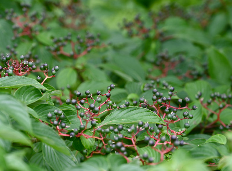 Pagoda Dogwood (Cornus alternifolia)